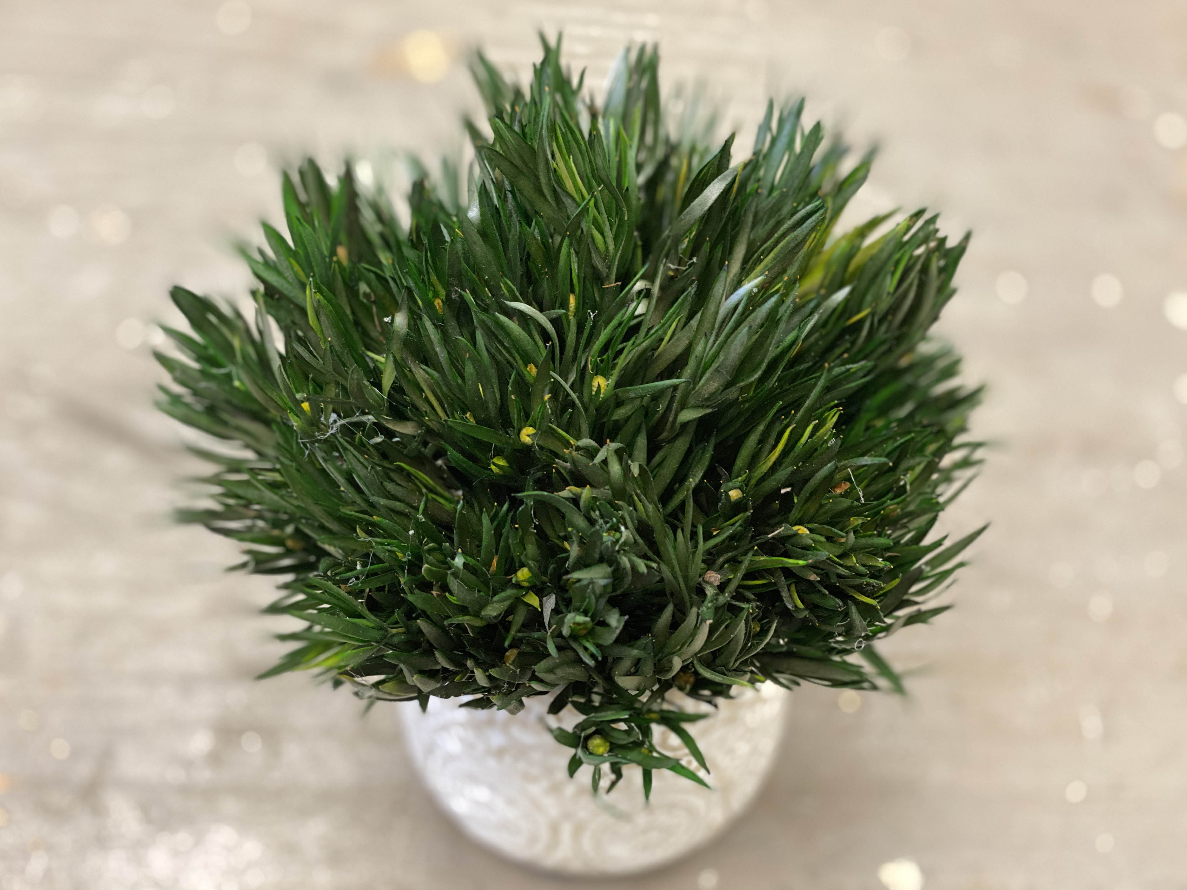 Botanica Store Botanica