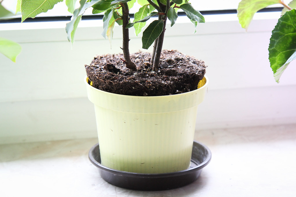 Wie Sie Zimmerpflanzen richtig umtopfen botanicbasics