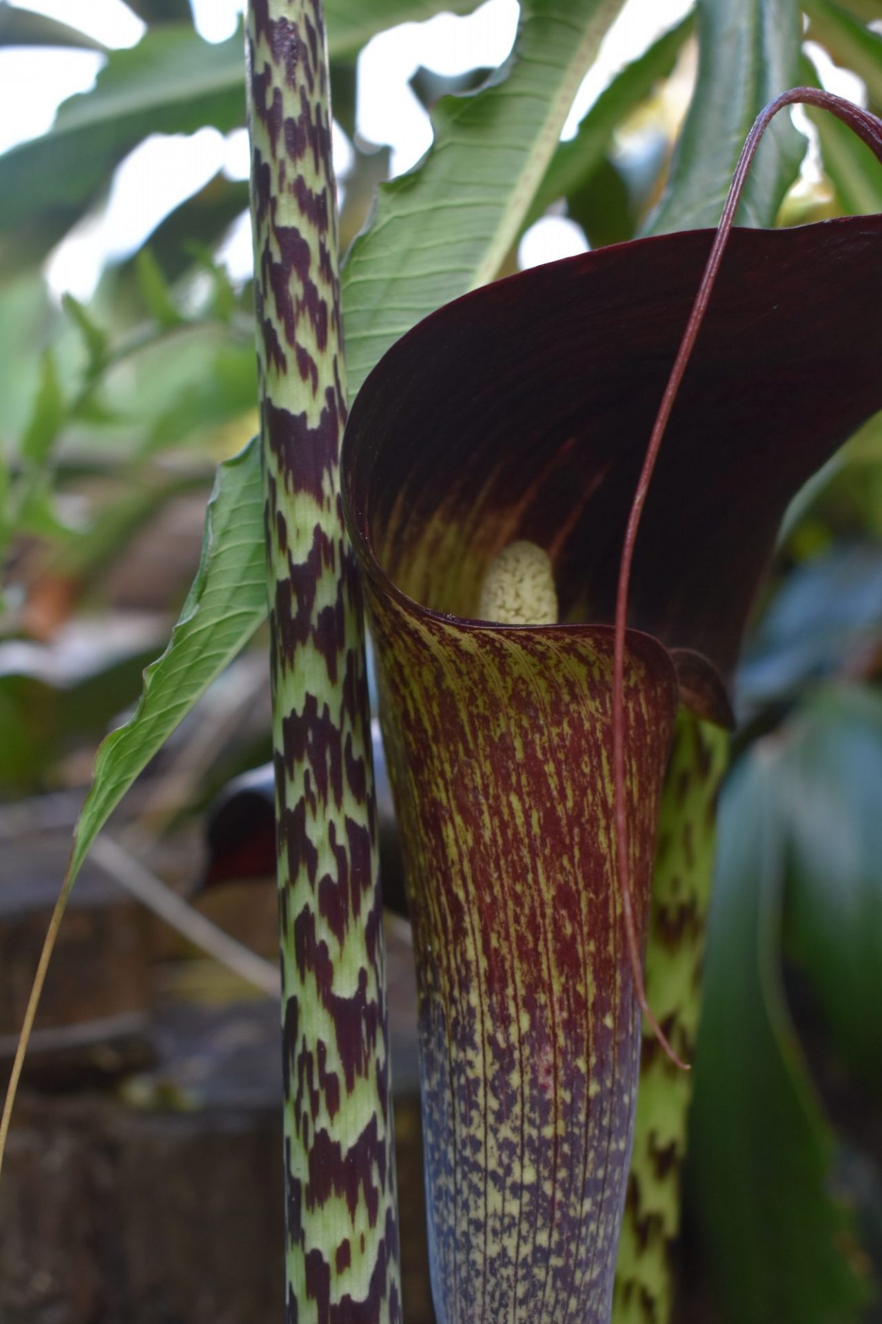 UWBG at Home Cobra Lily, a Favorite Woodland Perennial