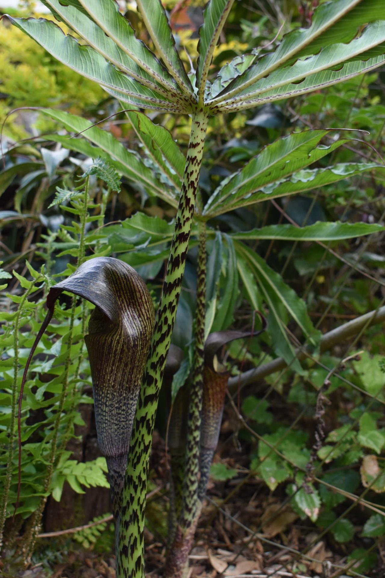 UWBG at Home Cobra Lily, a Favorite Woodland Perennial