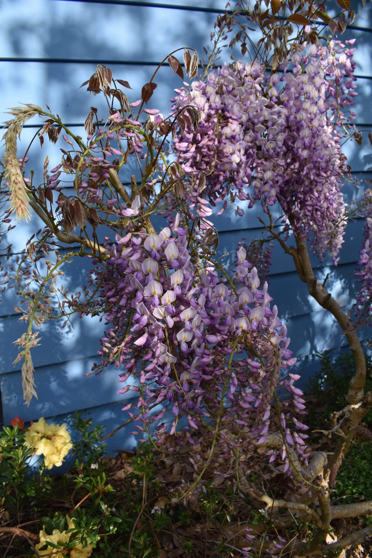 Wisteria Standards