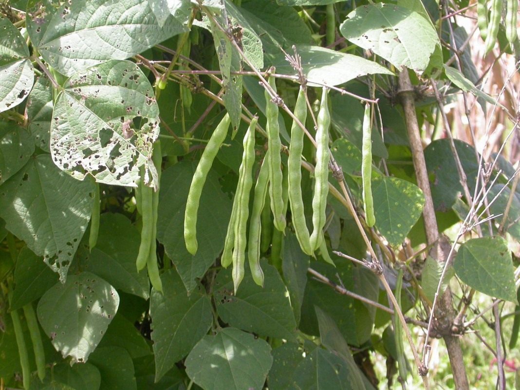 Фото Листьев Фасоли