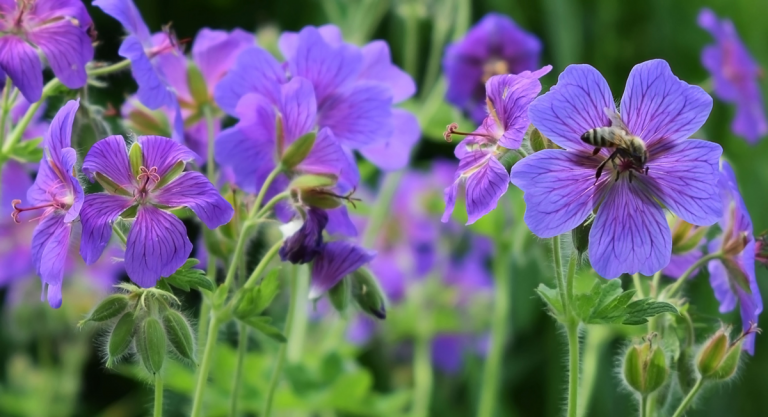 10 erstaunliche Fakten über Pflanzen & Bienen Botanik Guide