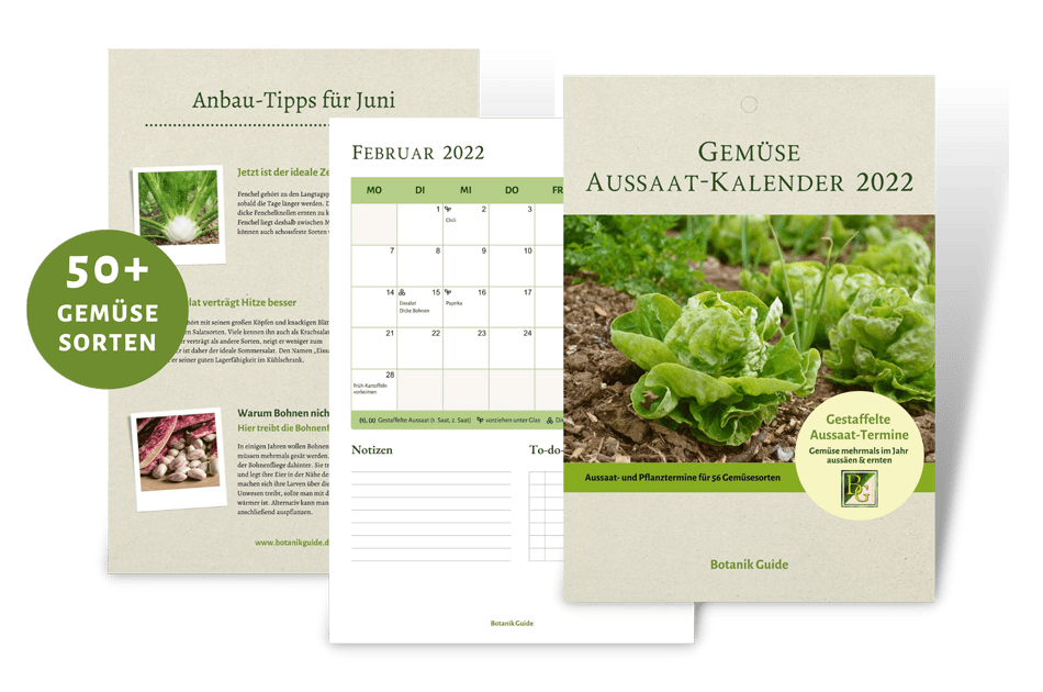 Aussaat-Kalender 2022 - Gestaffelte Aussaat |