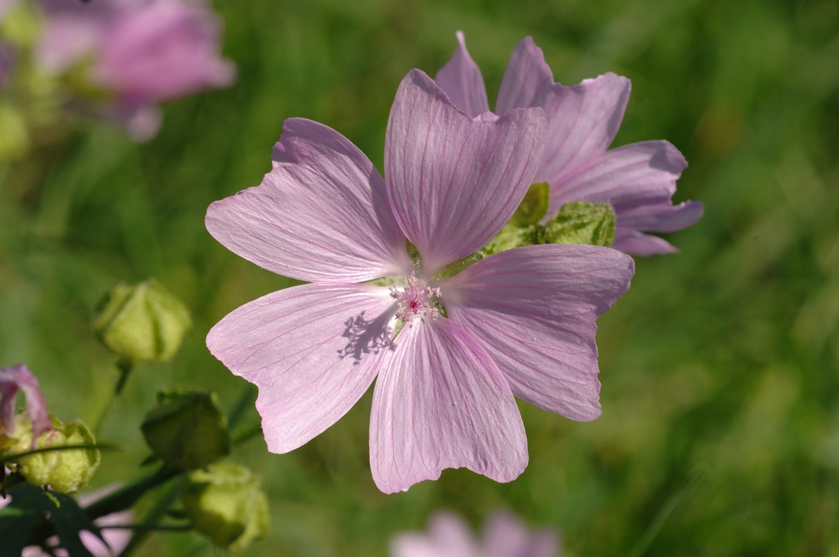 Botanikus Malven