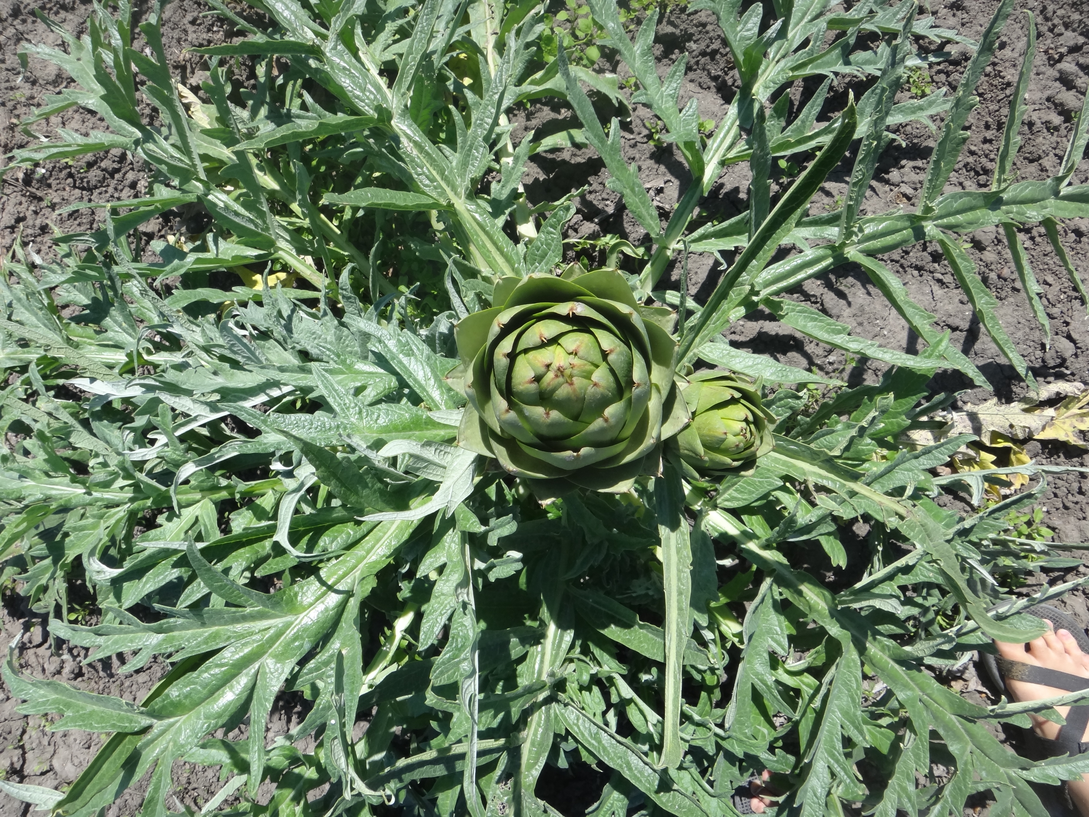 How to make an artichoke the facts about bracts, part 1 The Botanist