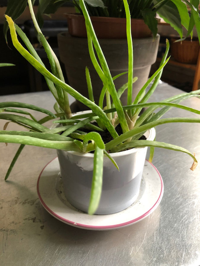 Aloe Vera “Hemuls Erben” botanoadopt