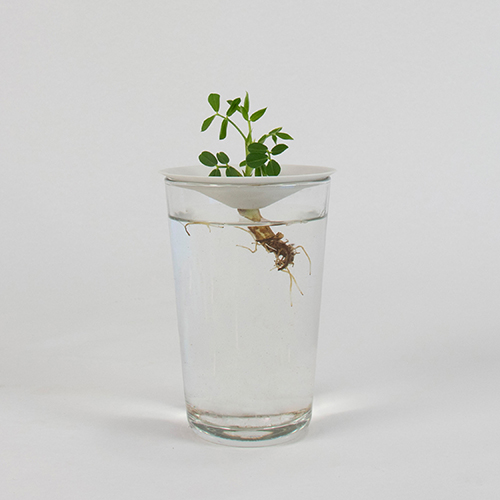 How to grow peanuts in water video tutorial Botanopia