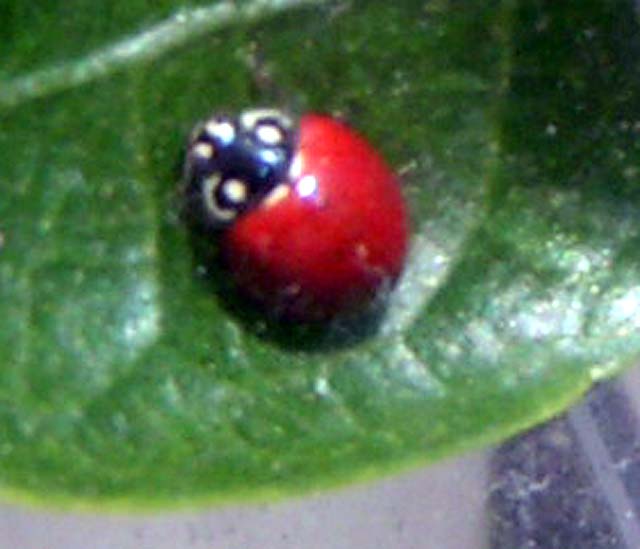 BloodRed Lady Beetle