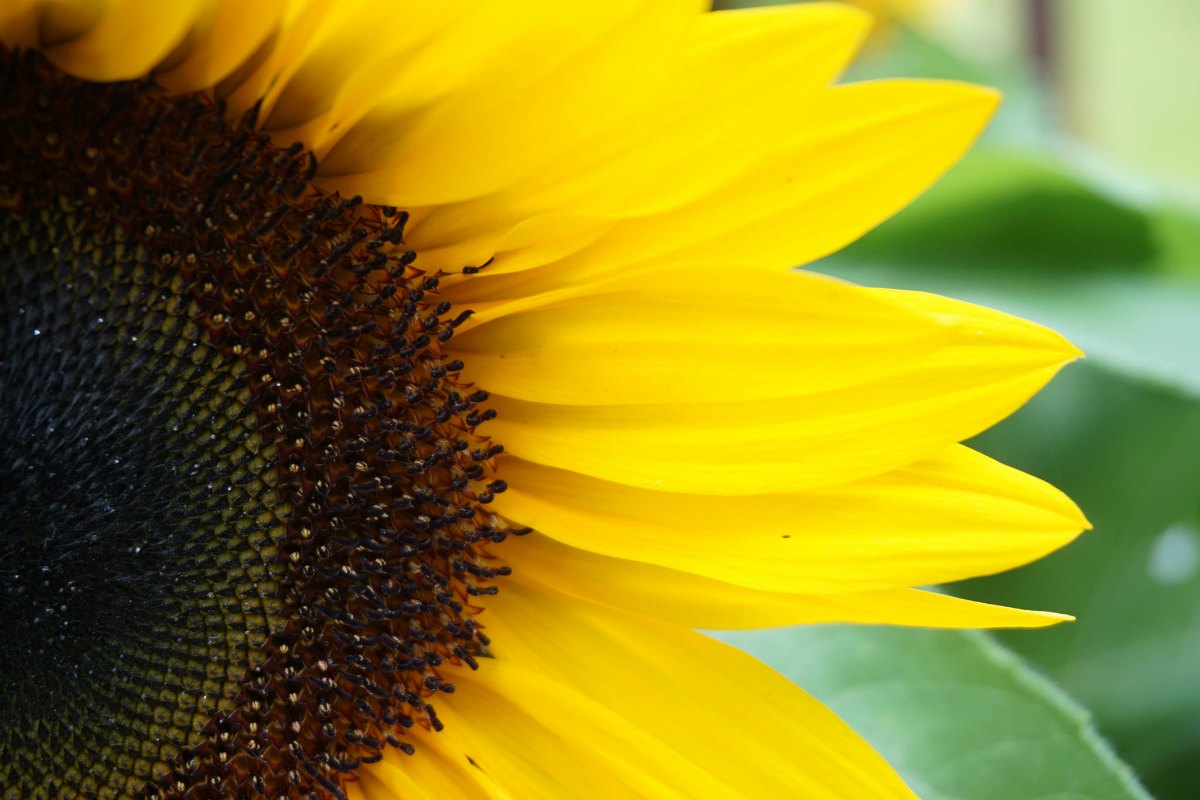 Movements of sunflower and shade avoidance (Viewpoint) « Botany One