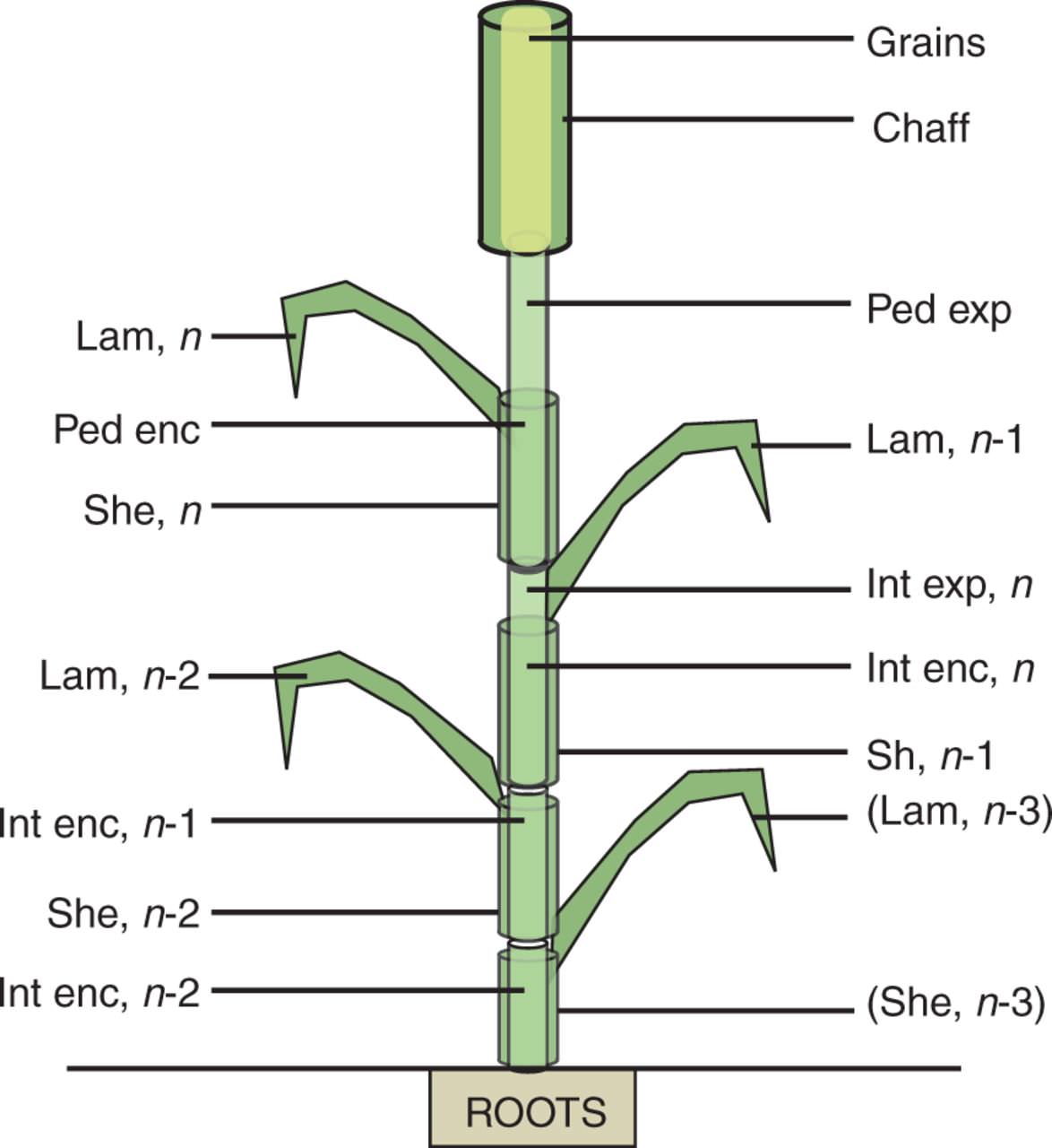 A processbased model of C and N metabolism in the wheat culm « Botany One