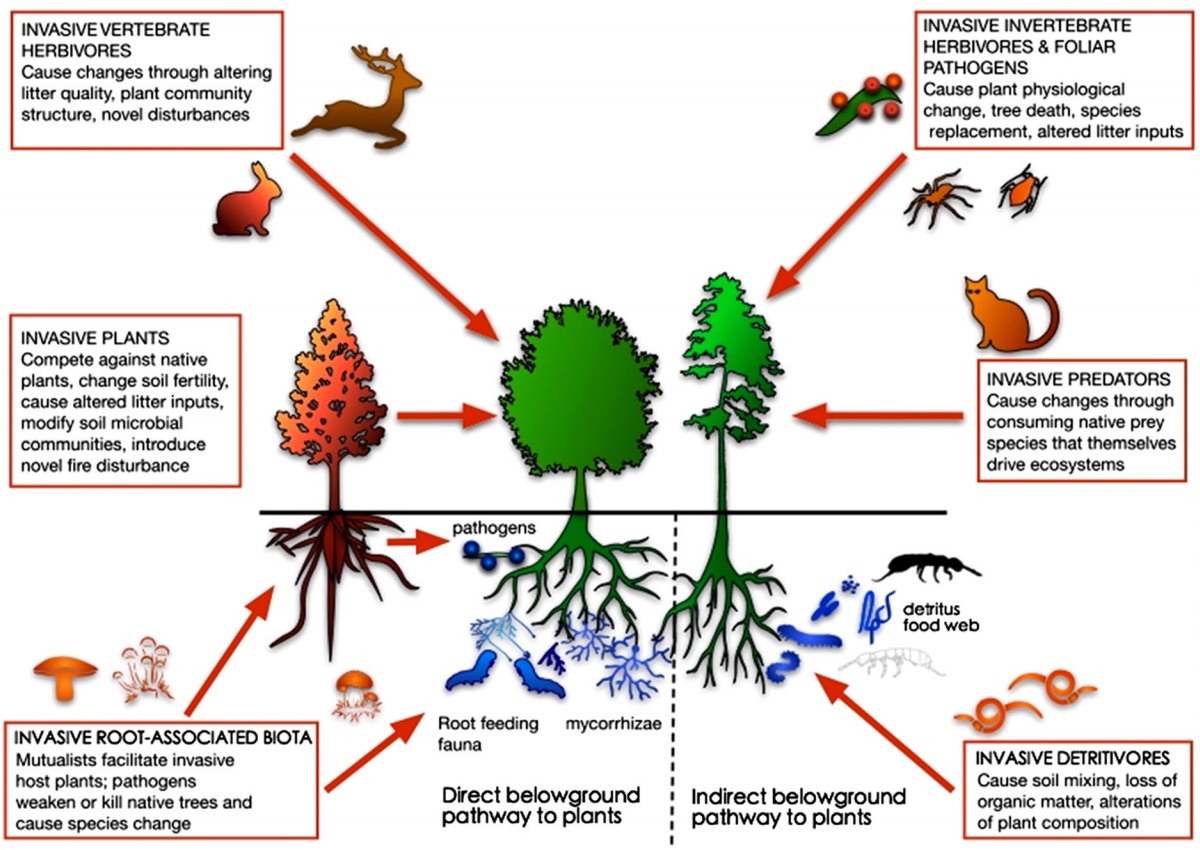 How do you reverse a Forest Invasion? « Botany One