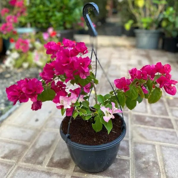 Buy Bougainvillea Hanging Plants Online Qatar Daffodils Plants