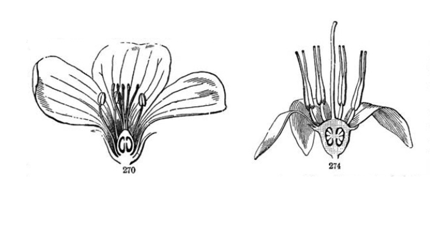 Plant Ovary Cross Section