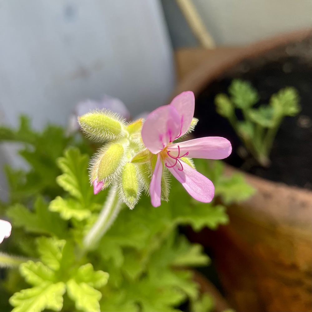 Seven Plants That Can Withstand the Punishing Afternoon Sun