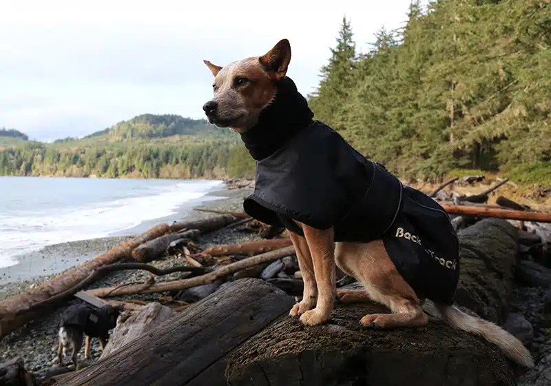 Dog Therapeutic Products Dog Coats, Beds, Wraps & More