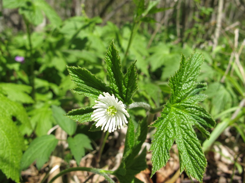 Online Plant Talk Classes Botany Every Day