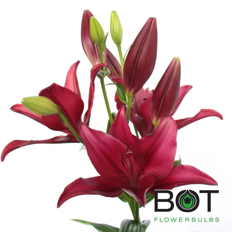 Red Rock Bot Flowerbulbs