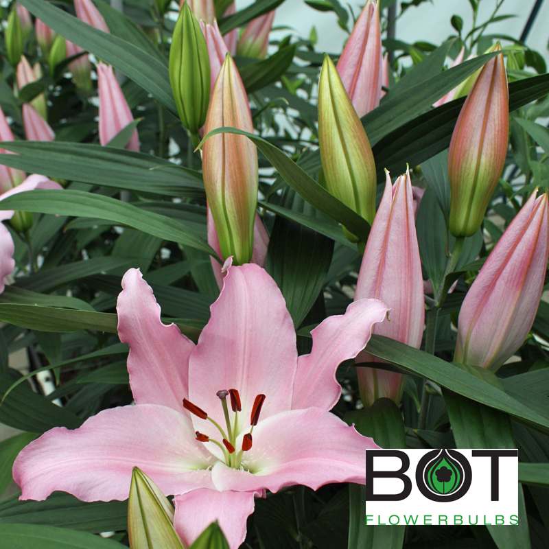 Lepanto Bot Flowerbulbs