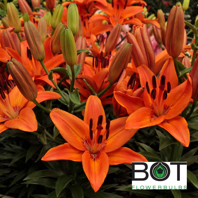 Abbeville’s Pride Bot Flowerbulbs