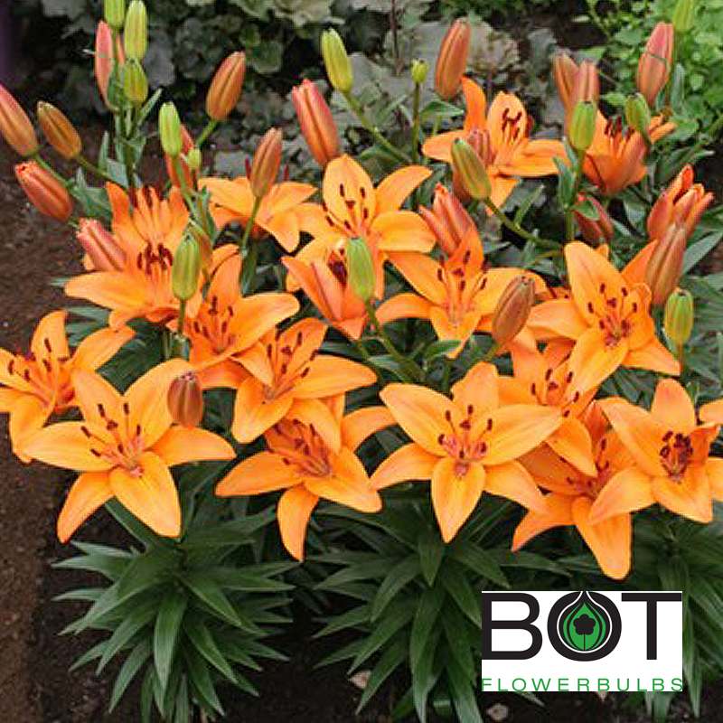 Abbeville’s Pride Bot Flowerbulbs