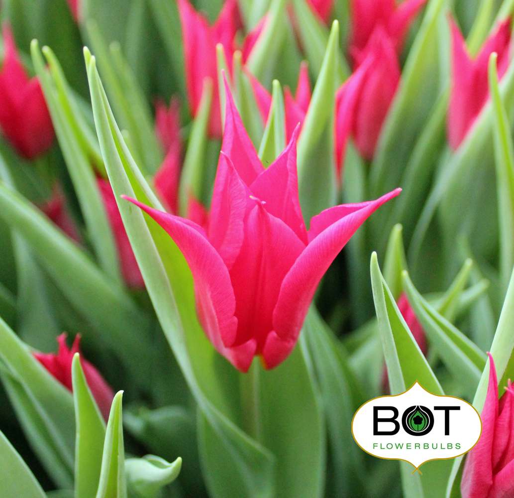 Queen Rania Bot Flowerbulbs