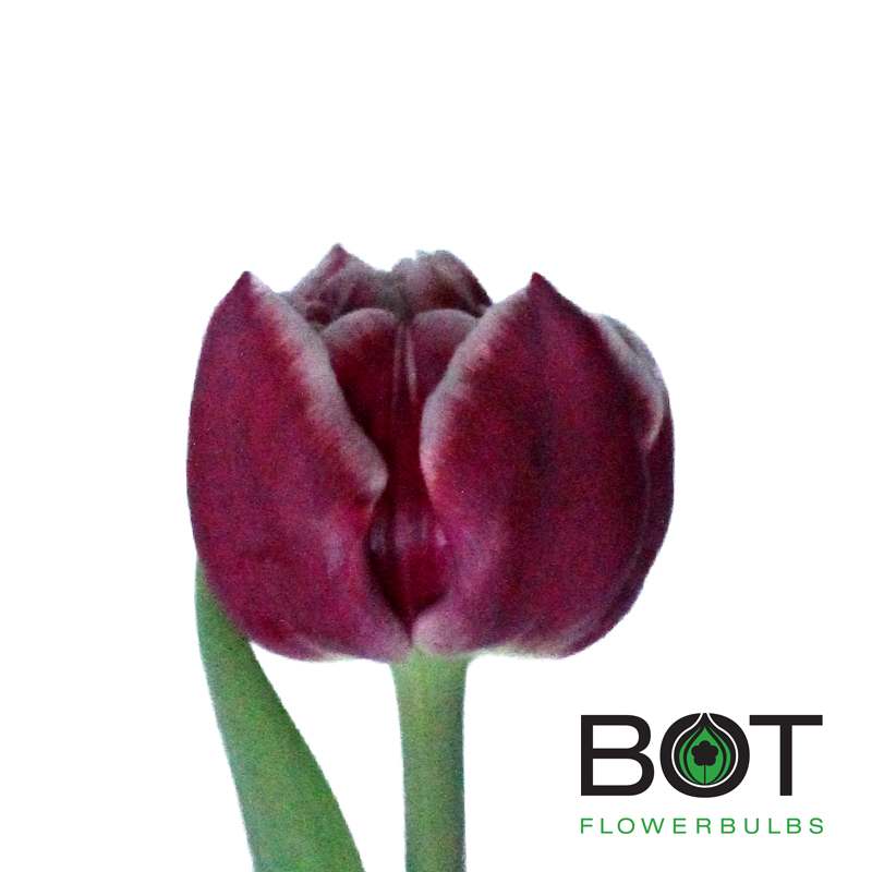 Donato Bot Flowerbulbs