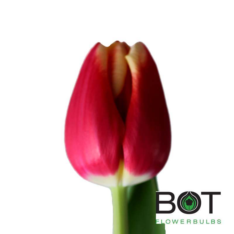 Buster Bot Flowerbulbs