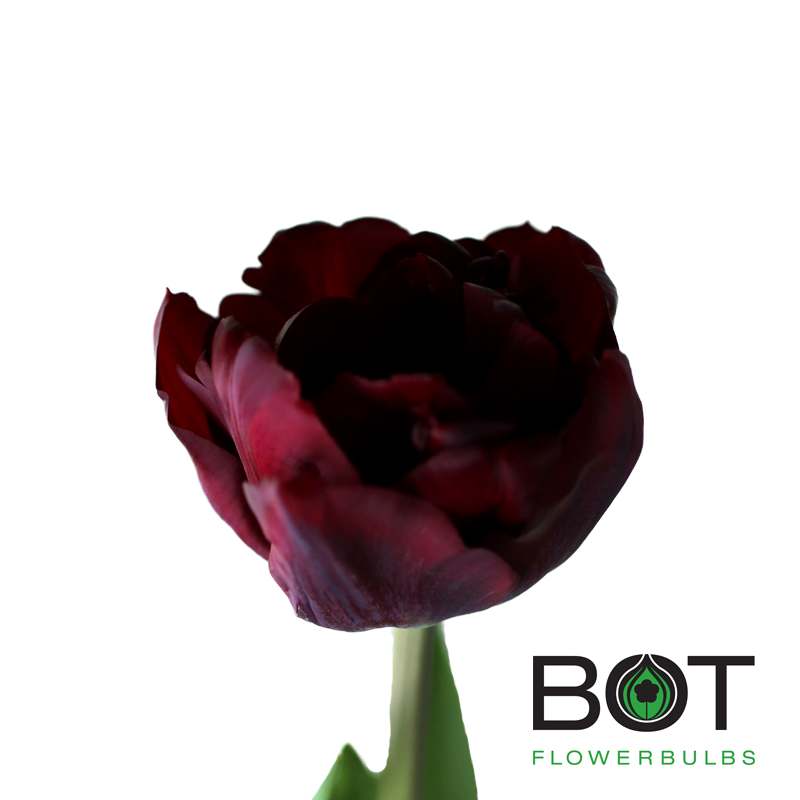 Palmyra Bot Flowerbulbs