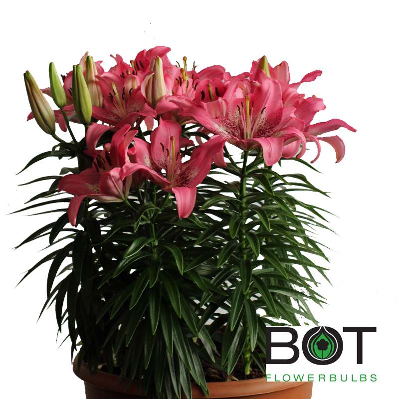 Trendy Nicosia Bot Flowerbulbs