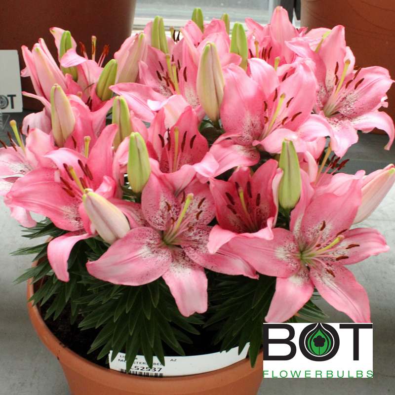 Trendy Nicosia Bot Flowerbulbs