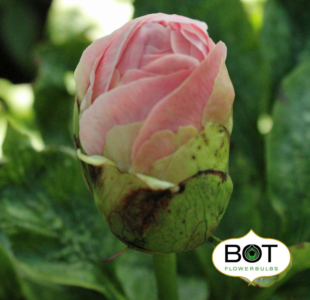 Bashfull Queen Bot Flowerbulbs