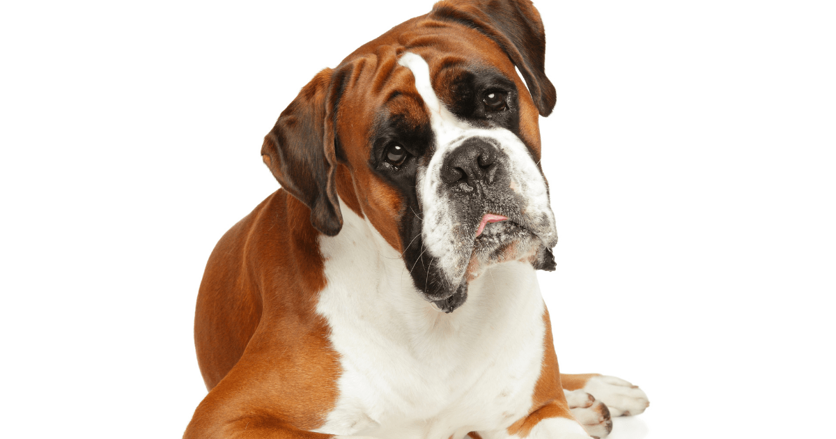 Can Dogs Get Fatty Tumors