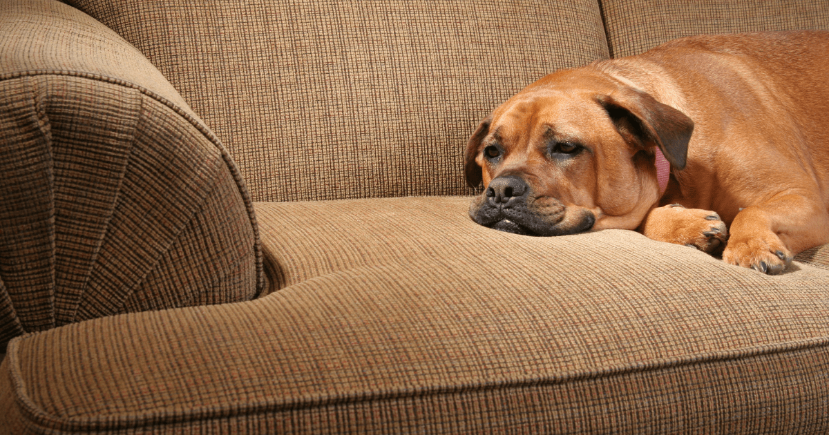 Acute versus Chronic Pain Managing Harley's Osteoarthritis Bothell