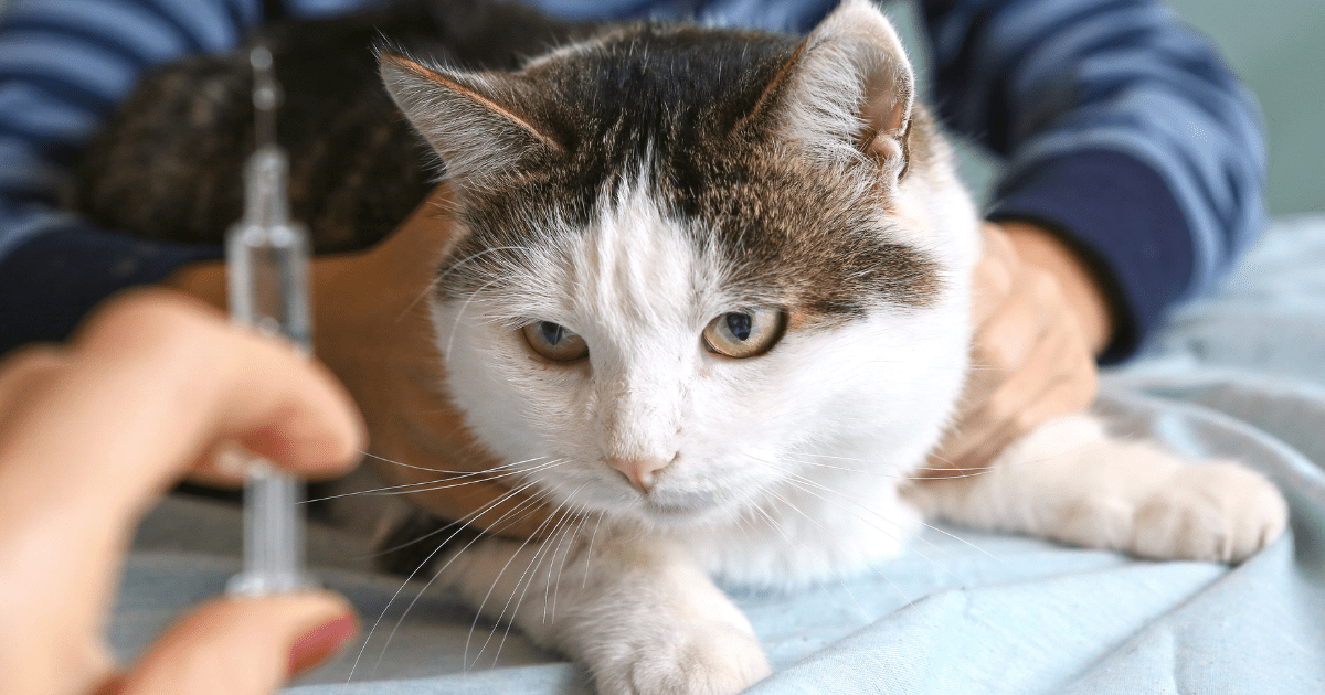 Diabetes Mellitus in Cats Bothell Pet Hospital