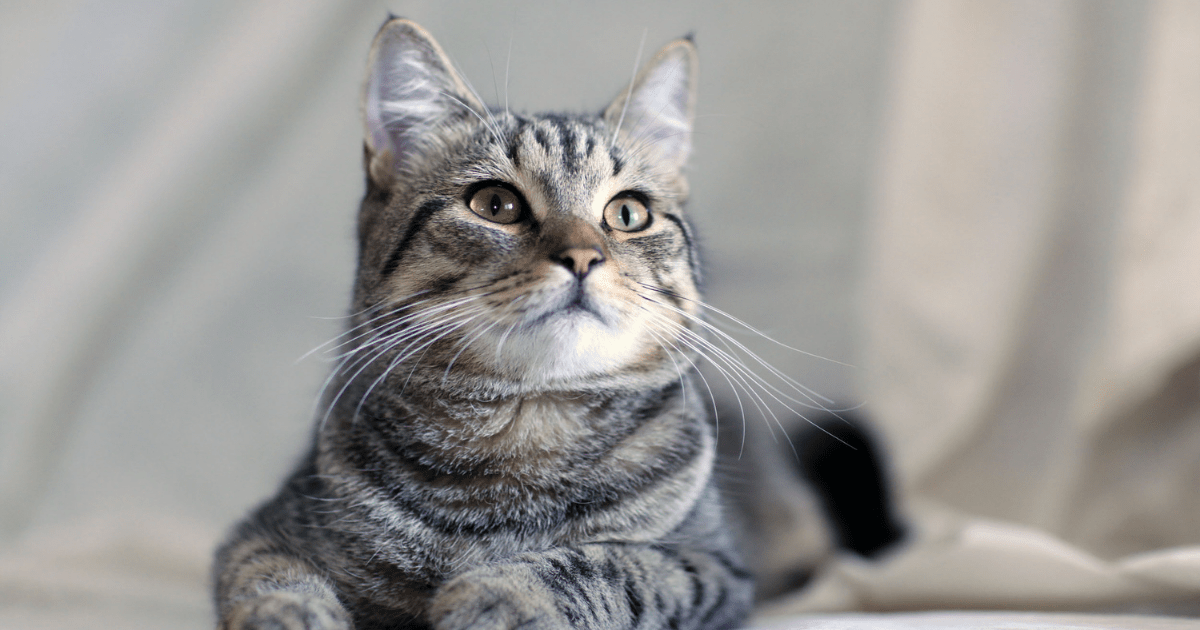 Willow the Cat's Feline Bladder Infection (UTI) Bothell Pet Hospital