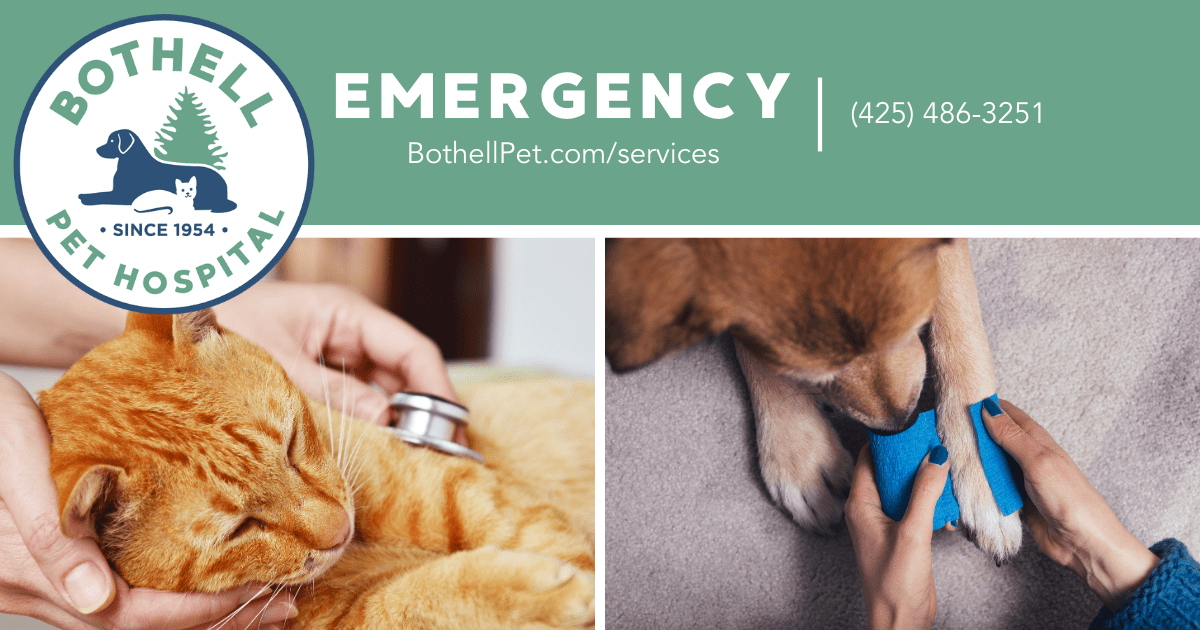 Emergency Care for Cats & Dogs Bothell Pet Hospital