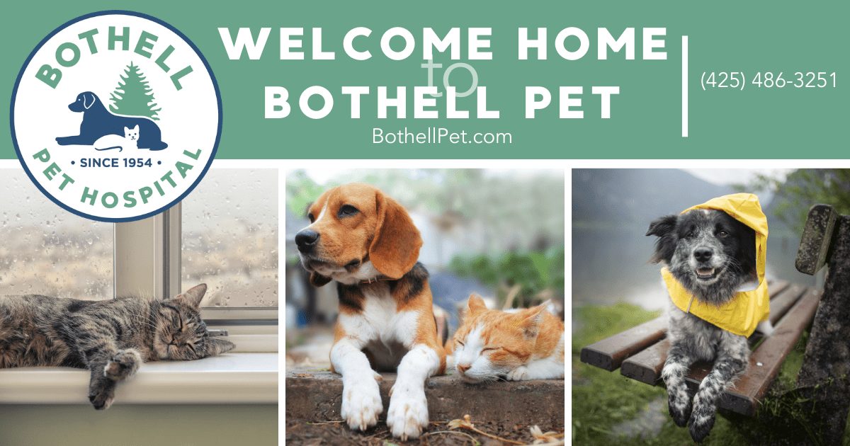 Bothell Pet Hospital Providing Exceptional Veterinary Care Since 1954