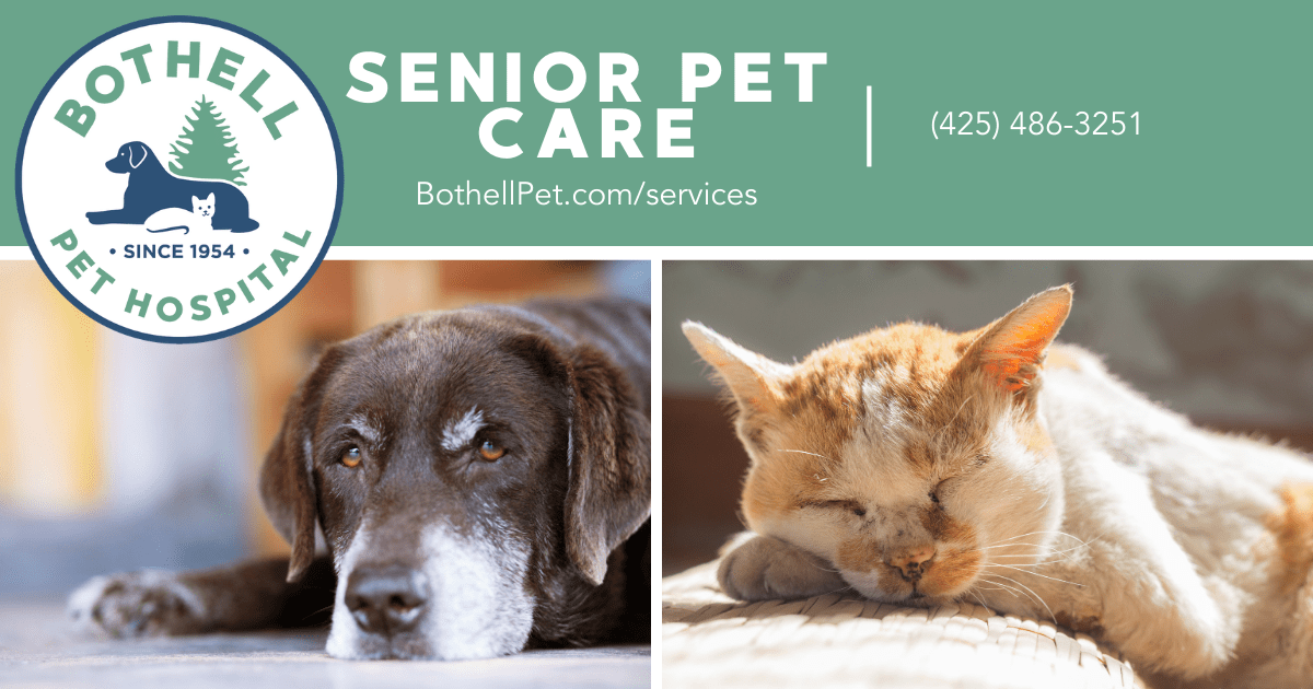 Care for Senior Cats and Dogs Bothell Pet Hospital Open Since 1954