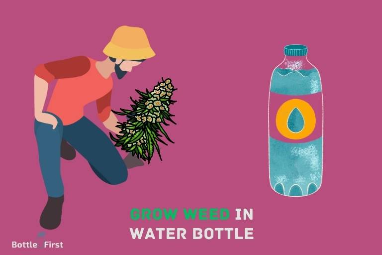 How To Grow Weed In Water Bottle? The Ultimate Guide