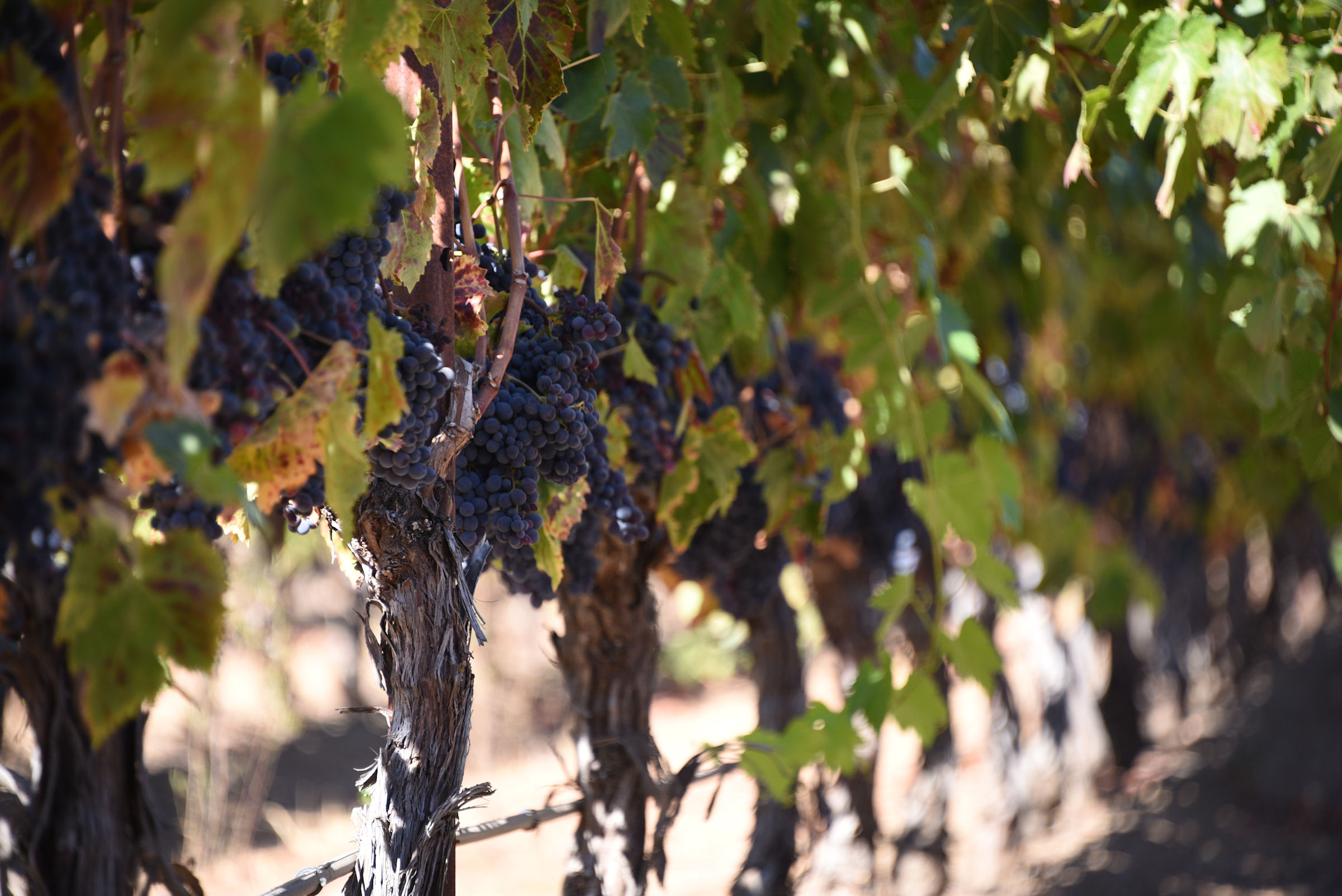 Bottle Jack Winery Santa Cruz Mountains