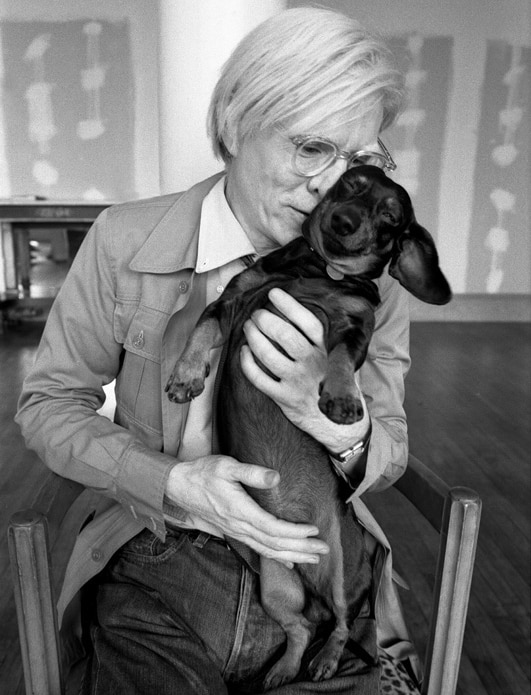 Dackel Mit Pop Art Botzensteiners Feine Kurzhaardackel