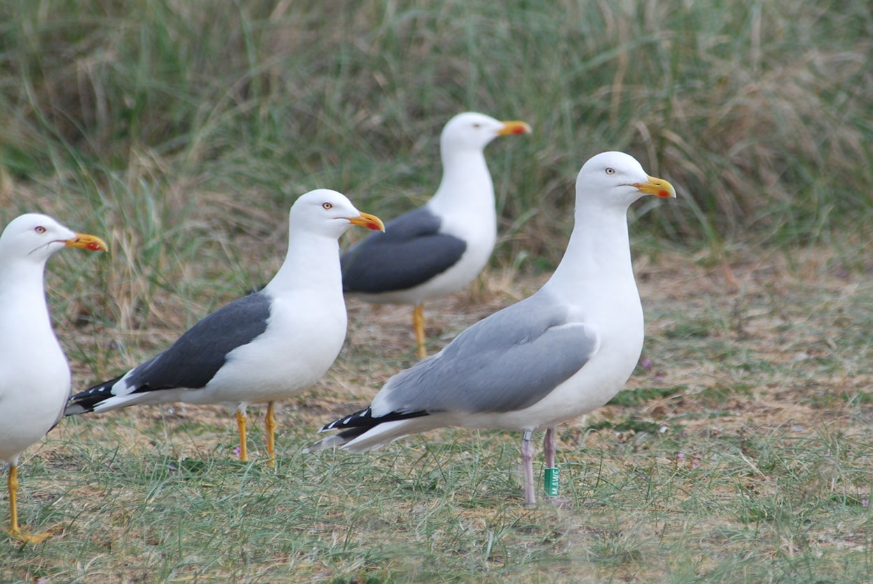 Gull’s family dinner British Ornithologists' Union