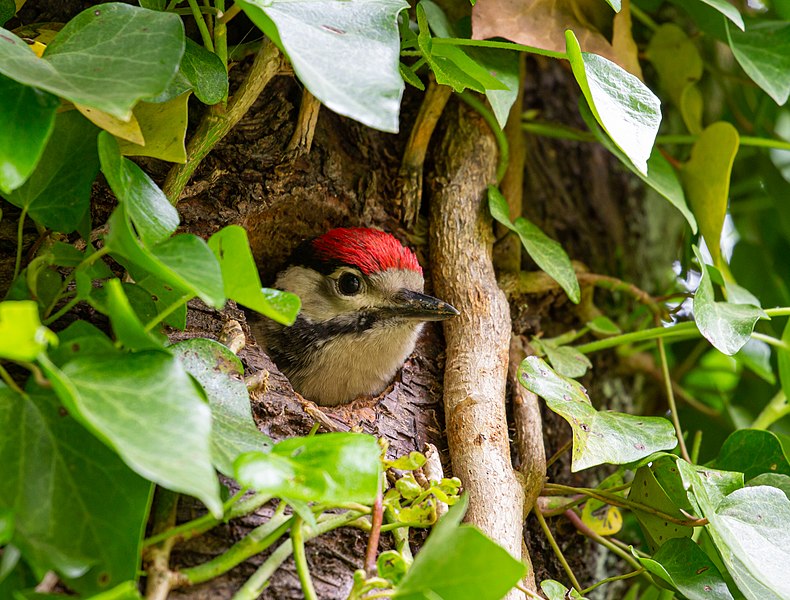 Mating of hybrid woodpeckers British Ornithologists' Union