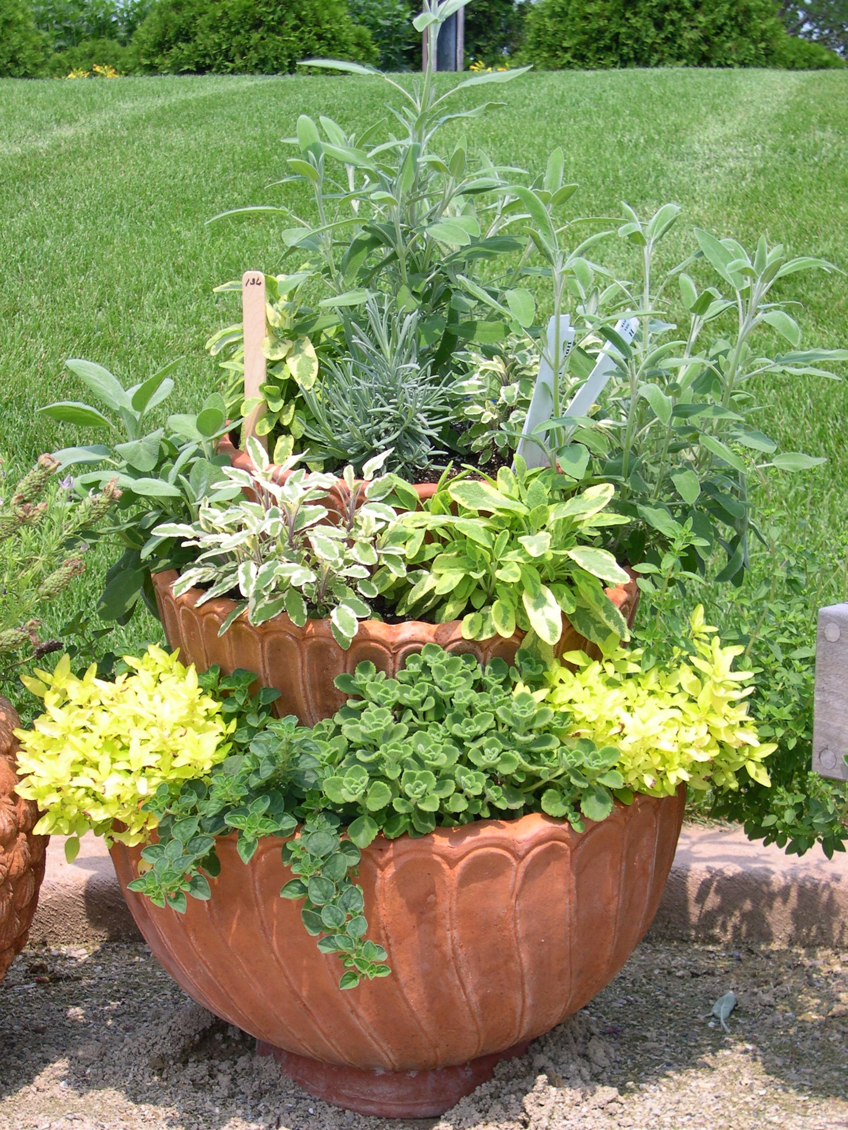 Ready, Set, Grow Veggies in Containers Boulder County