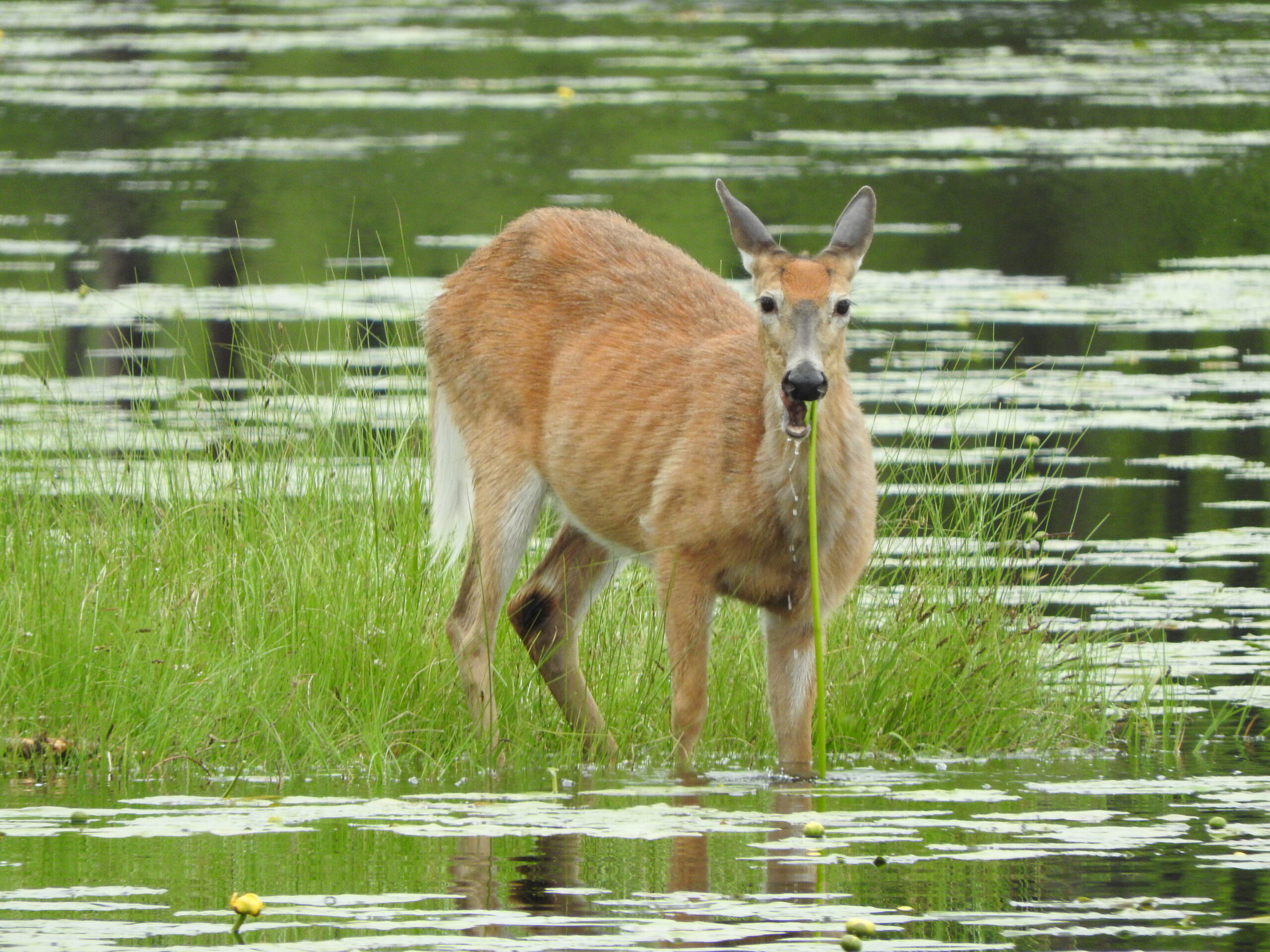 June 2022 Graphical Weather Review A month largely devoid of rainfall despite an early start to
