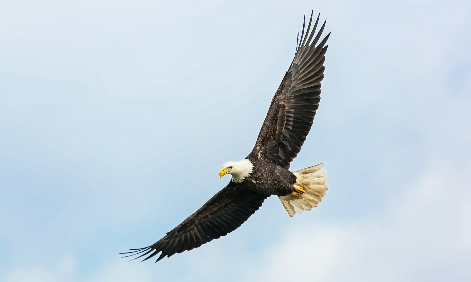 Protecting the Eagles of Boulder County Images