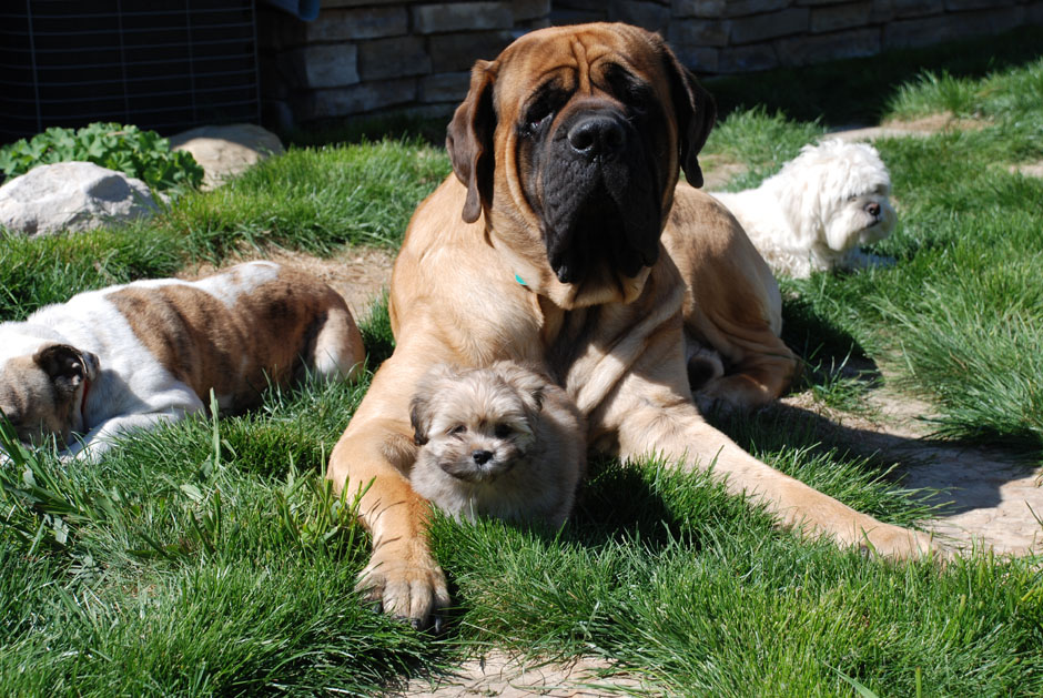 Boulder Puppy Dog and Care Boulder, CO