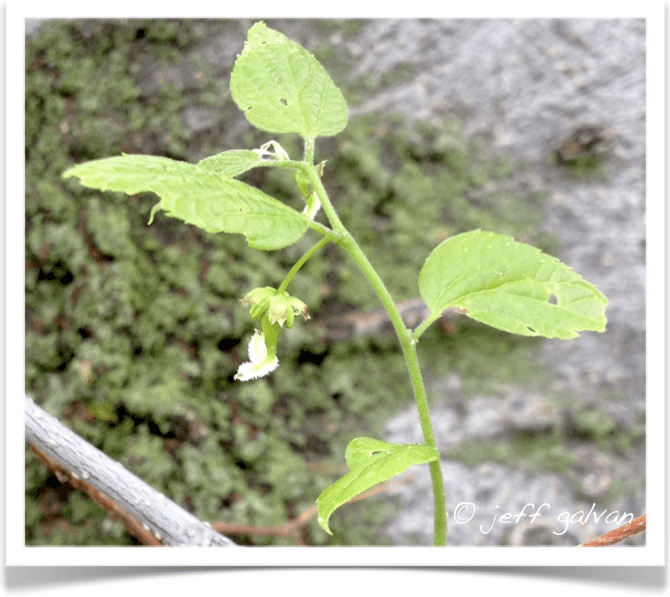 Common Hackberry Flower Boulder Tree Care Pruning & Tree Removal