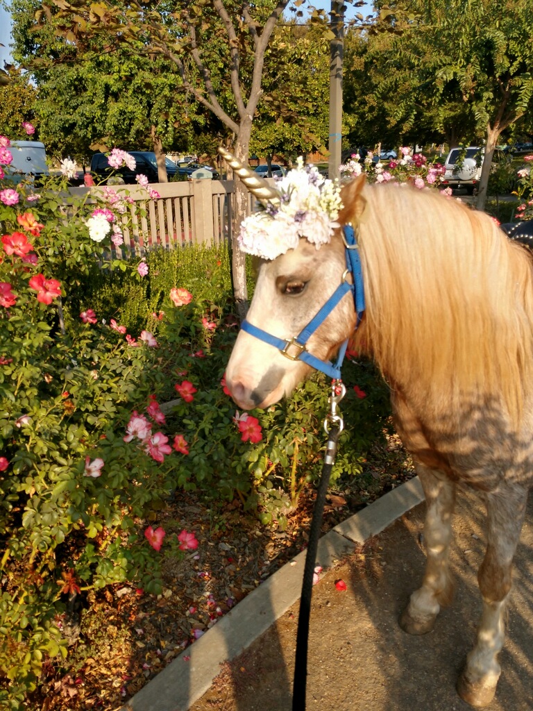 Real Unicorn Pony Party Rentals Sacramento Birthday Party Rentals